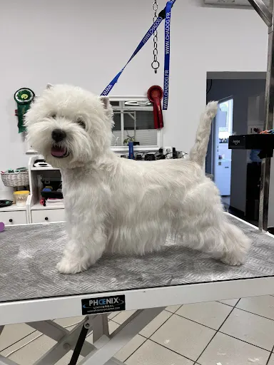 Salon spa dla kota i psa NowYork